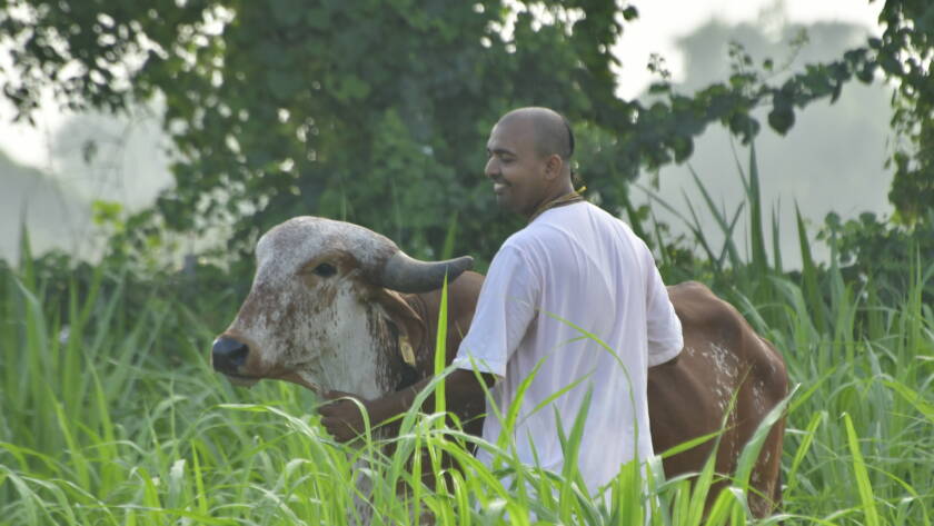 Cow Caring