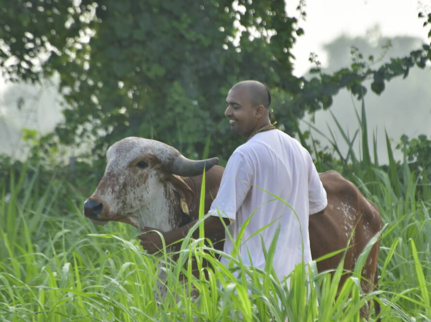 Cow Caring