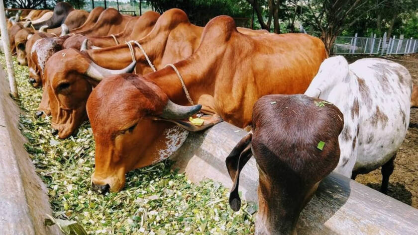 Cows eating in goshala