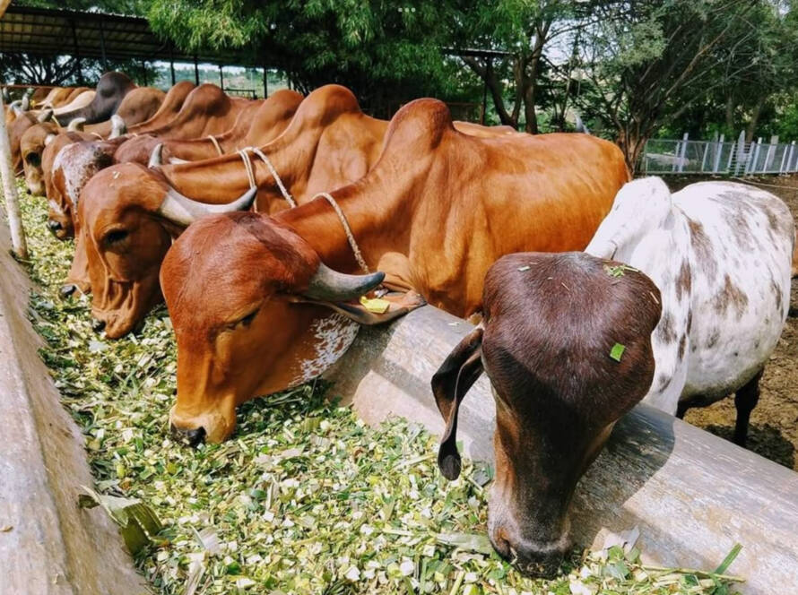 Cows eating in goshala
